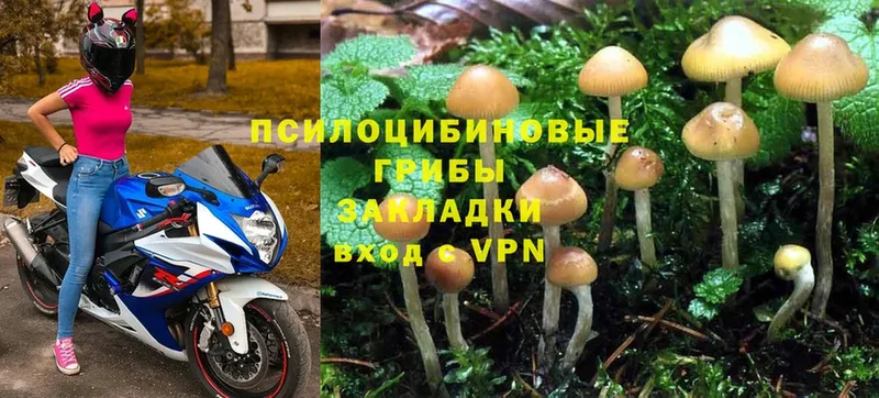 Галлюциногенные грибы Psilocybe  kraken ССЫЛКА  Осташков  дарнет шоп 